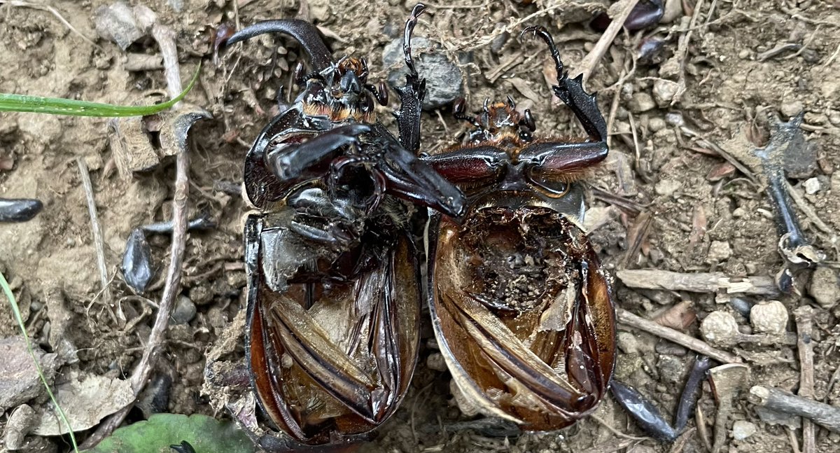 ryu_mikuromaru's tweet image. お陀仏カブトムシ
容疑者:[カラス]