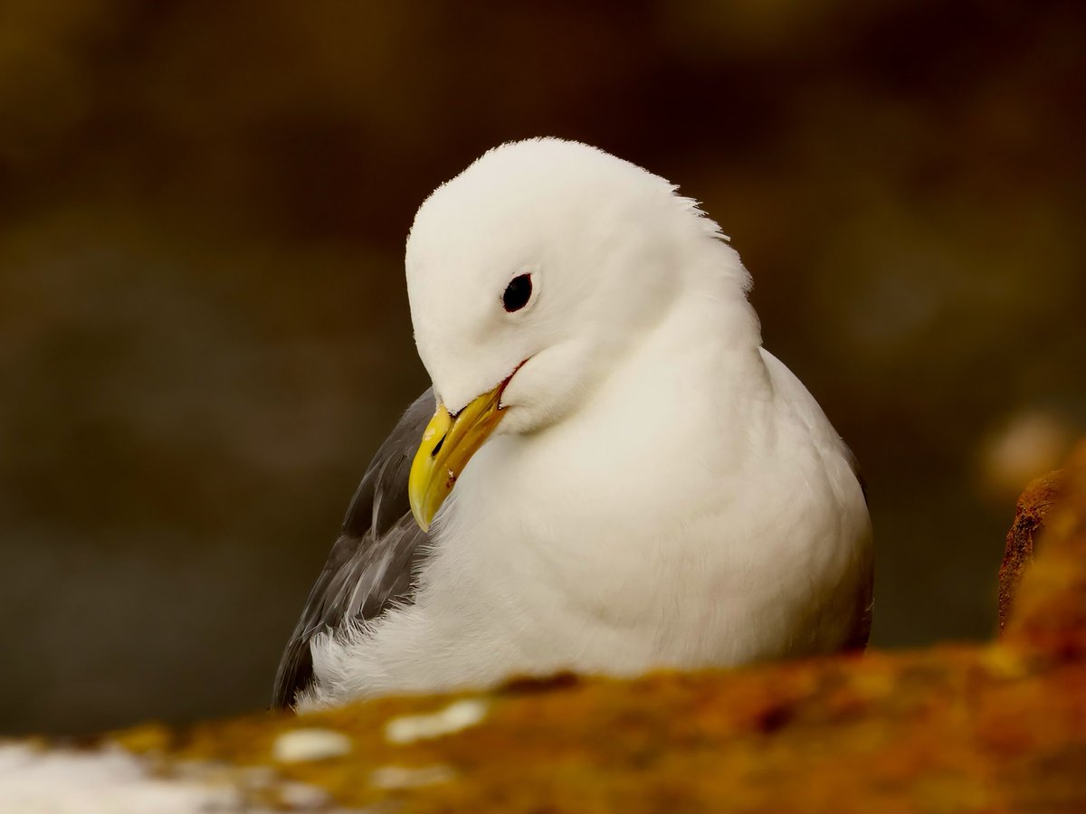 TomCadwallender's tweet image. ‘Serene’ Black-legged Kittiwake on the Northumberland coast.