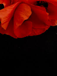 pettore's tweet image. Lost his life this day 25th July 1940.
PO. Archibald Finnie.
One of THE FEW.
bbm.org.uk/airmen/Finnie.…
Shot down in his Spitfire in combat with Me109s off Dover.
He was 24 years old and is buried in Margate Cemetery, Kent.