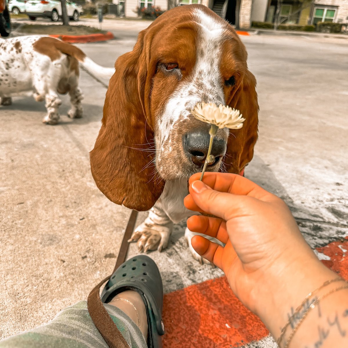 CarlosMerritte's tweet image. So cute🥰🥰
#puppies #cutepuppies #houndpuppy #gardengnome #teethingpuppy #BassetHoundLoverUSA