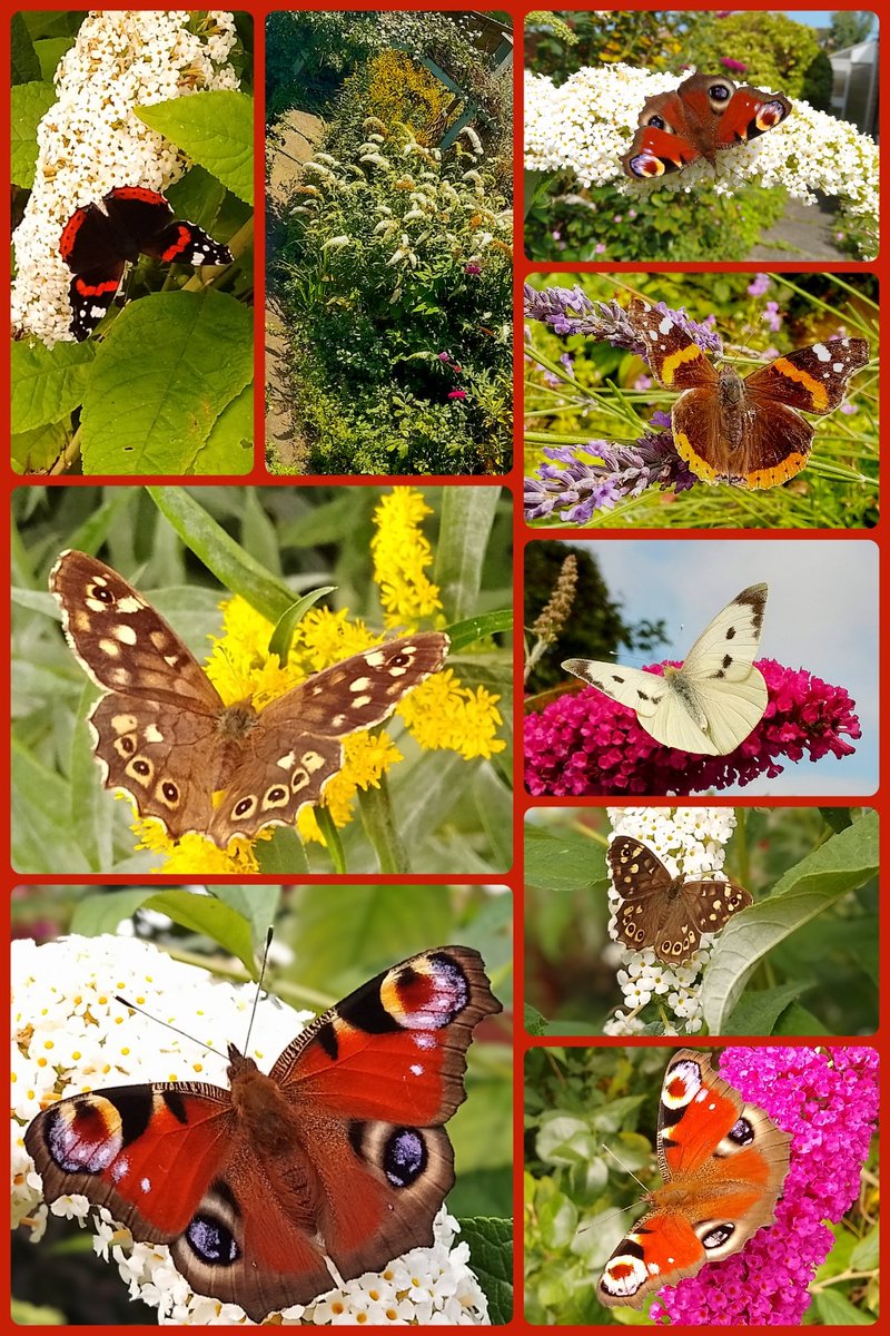 s4r4h_l's tweet image. #FlutterbyFriday With a few of my garden visitors yesterday, red admiral, peacock, speckled wood, large white... As you can see (2nd pic in from the top left) my buddleia is insane this year, along with golden rod and a huge unruly patch of lavender. @savebutterflies #Lancashire