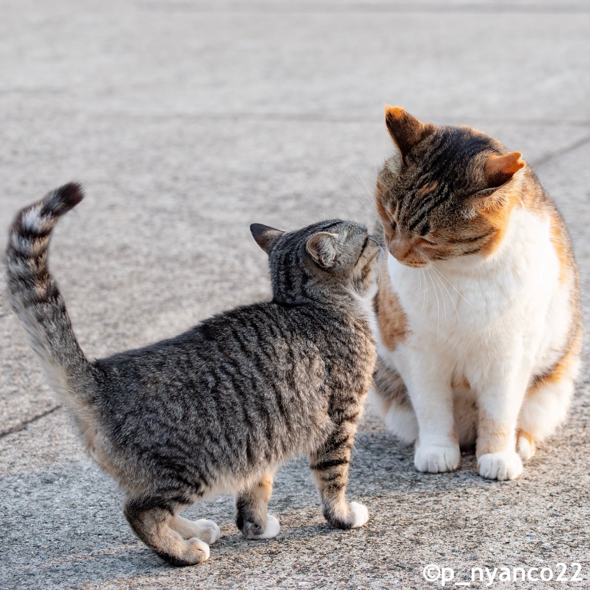 simabossneko's tweet image. しっぽぴーんでご挨拶💕
Nose greeting✨
#なかよし #猫 #cat