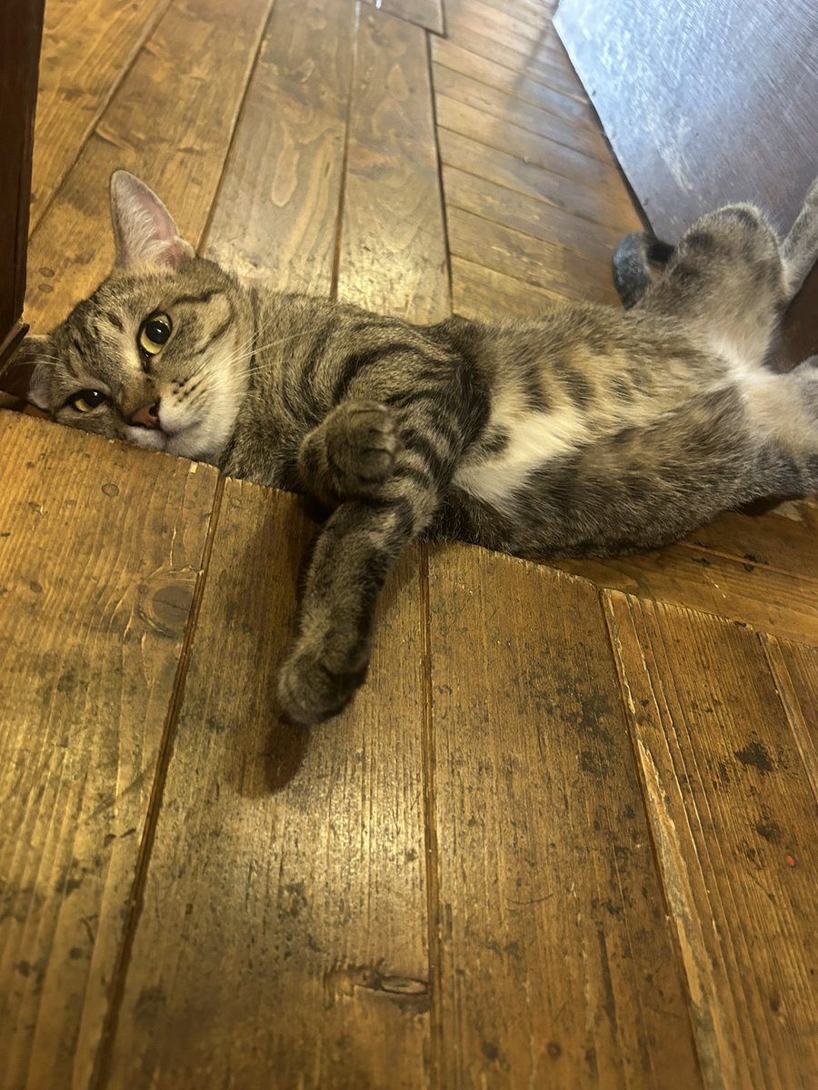 専用ネコ様 Amazon.co.jp: 猫壱 キャットプレイキューブ (木目柄) : ペット用品