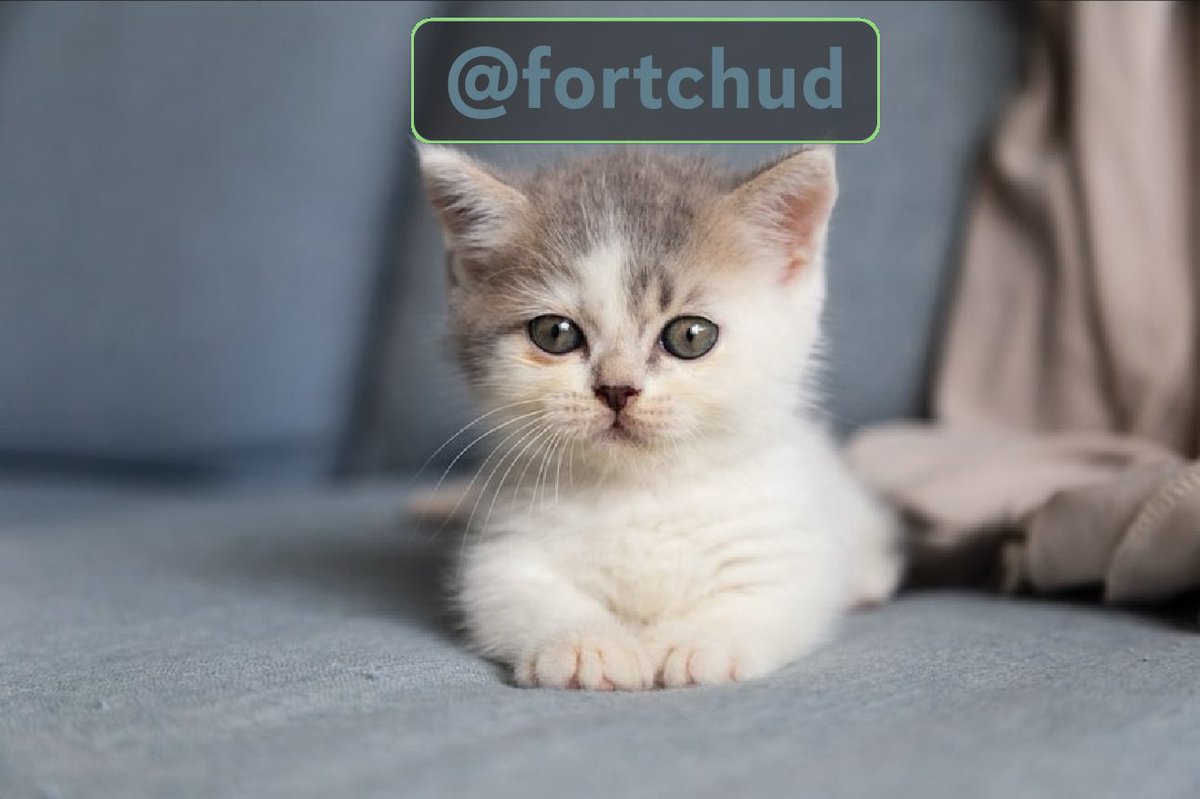 FortChud's tweet image. 