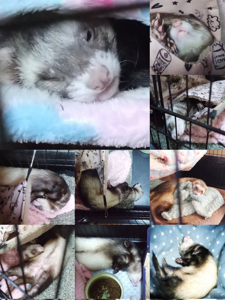 shallowsleep21's tweet image. 職業、イタチの寝姿写真家志望です📸
#フェレット #ferret 
#寝相がいつもおかしい