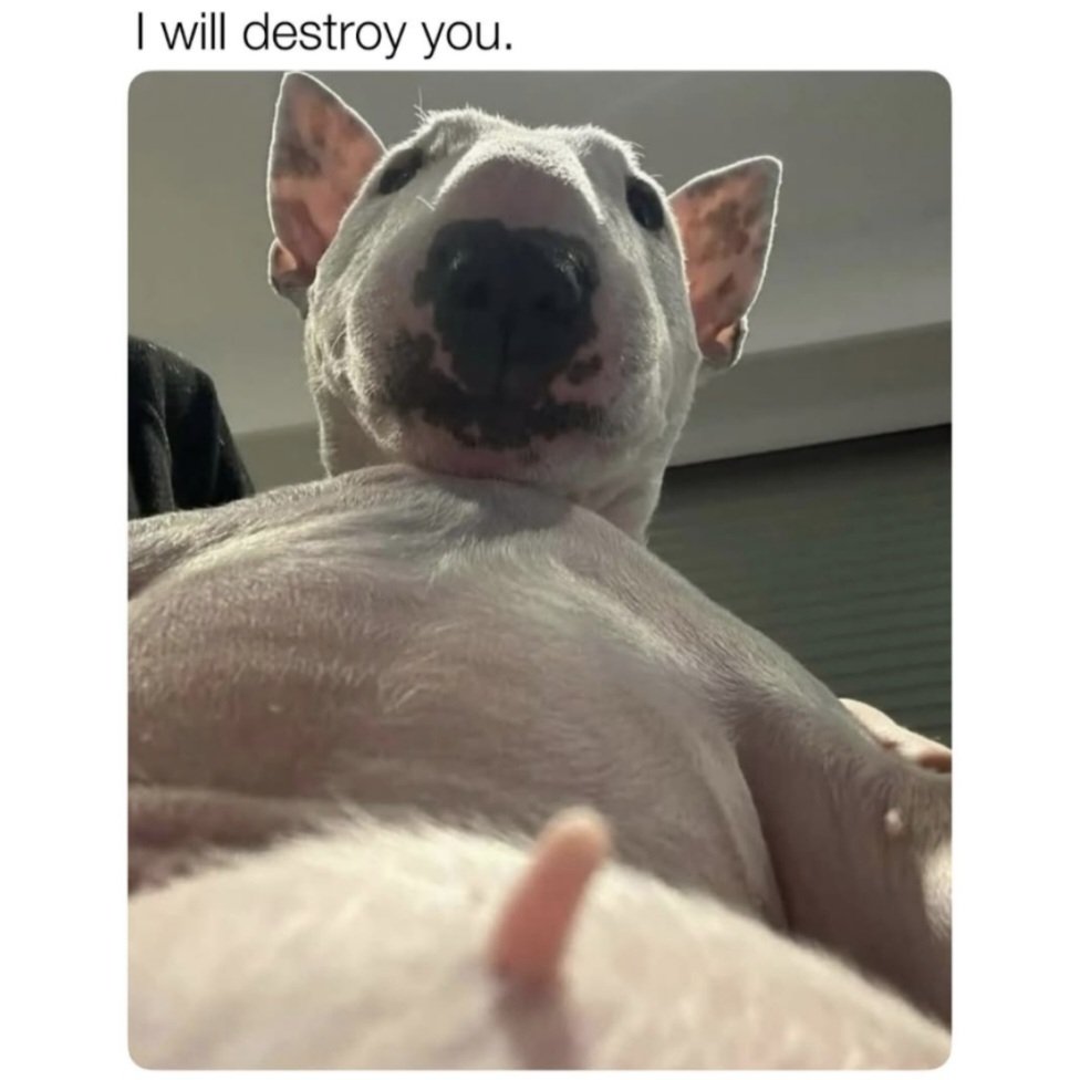 Belle (@belle_blazer) on Twitter photo 