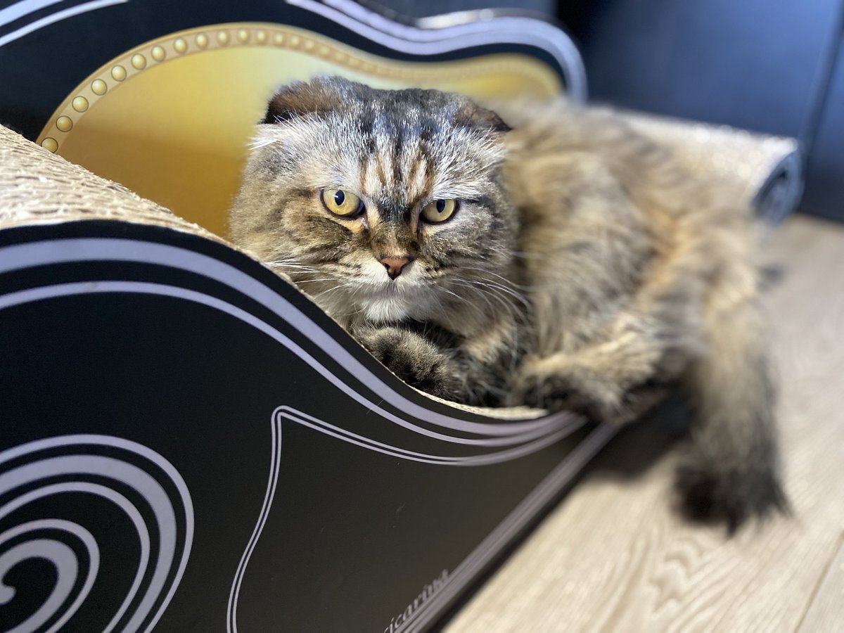 猫愛好家出品 31K9dsqyk6L.jpg_BO30,255,255,