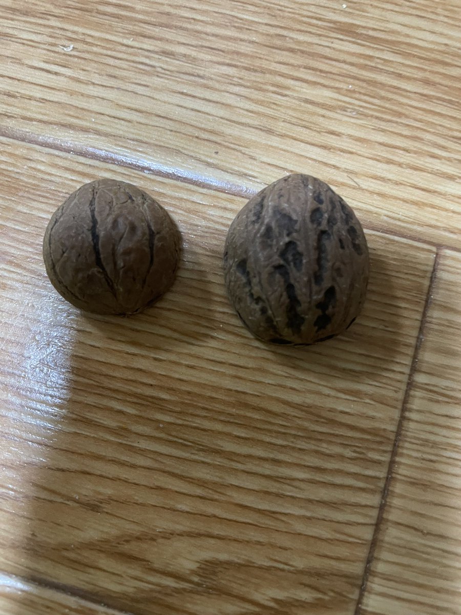 N1zUYkGTAVJij1v's tweet image. 煮沸消毒済みのクルミ
これから大小の大きさ
の仕分けをします❣️