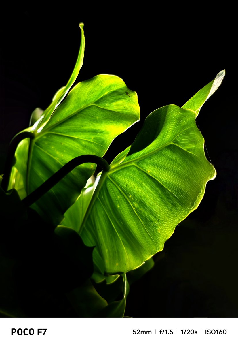 IndiaPOCO's tweet image. Beauty lies in the details—and this capture nails it. 🌿✨
Crisp leaf textures, vivid greens, and deep shadows come alive in every pixel. Snapped by a POCO Community champ on the #POCOF75G.
Nature, captured with stunning precision. 📸💚
.
.
.
.
#Flipkart #ShotOnPOCO