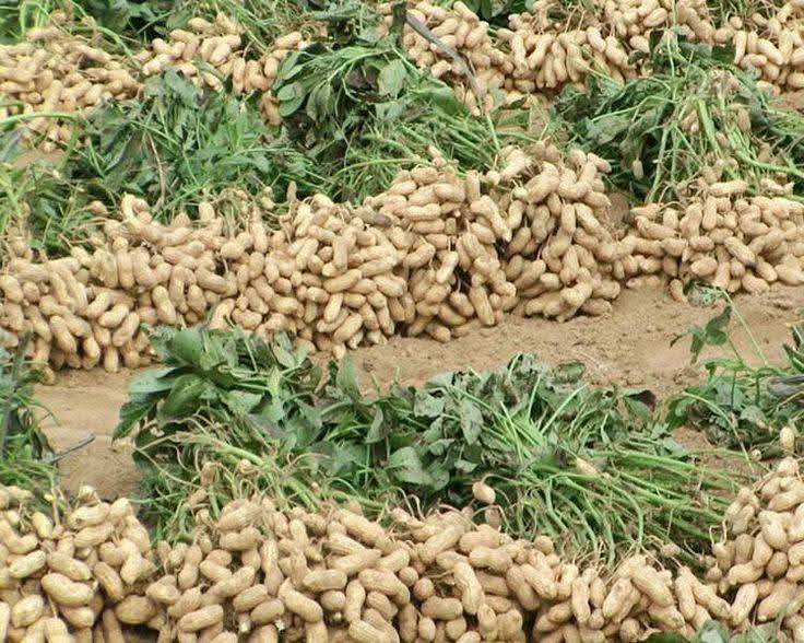 AimePatrickIra1's tweet image. Good morning!
Fresh groundnuts straight from the farm! 🥜 Packed with protein, healthy fats, and essential nutrients. Nature's powerhouse snack that fuels your day naturally. #GroundnutHarvest #HealthyEating
#BlessedFarmers