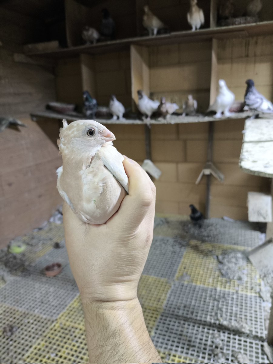 Bu yavru size günaydın diyor  🐦🐦‍⬛