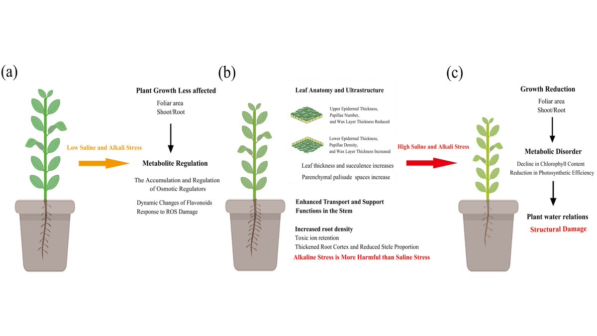 Plants_MDPI's tweet image. 🌱 Apocynum venetum shows strong resilience to salt and alkali stress!
New study in Plants highlights structural changes in roots and stems, plus increased flavonoids and sugars under stress.
✍️ Zhang et al.
🔗 brnw.ch/21wUpBa
#SaltStress #AbioticStress #PlantsMDPI