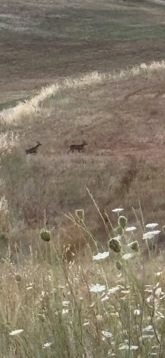 Buenos días, feliz viernes a todos. ☕️☕️🥞🥞🤗🥰
🦆🌸🦆🌺🦆🌼🦆🌸🦆