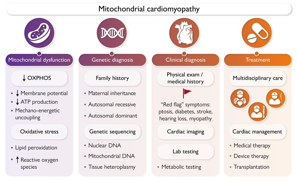 ehj_ed's tweet image. Mitochondrial cardiomyopathies: pathogenesis, diagnosis, and treatment.
Discover more in this State-of-the-Art review published in #EHJ
academic.oup.com/eurheartj/adva…
@escardio @ESC_Journals