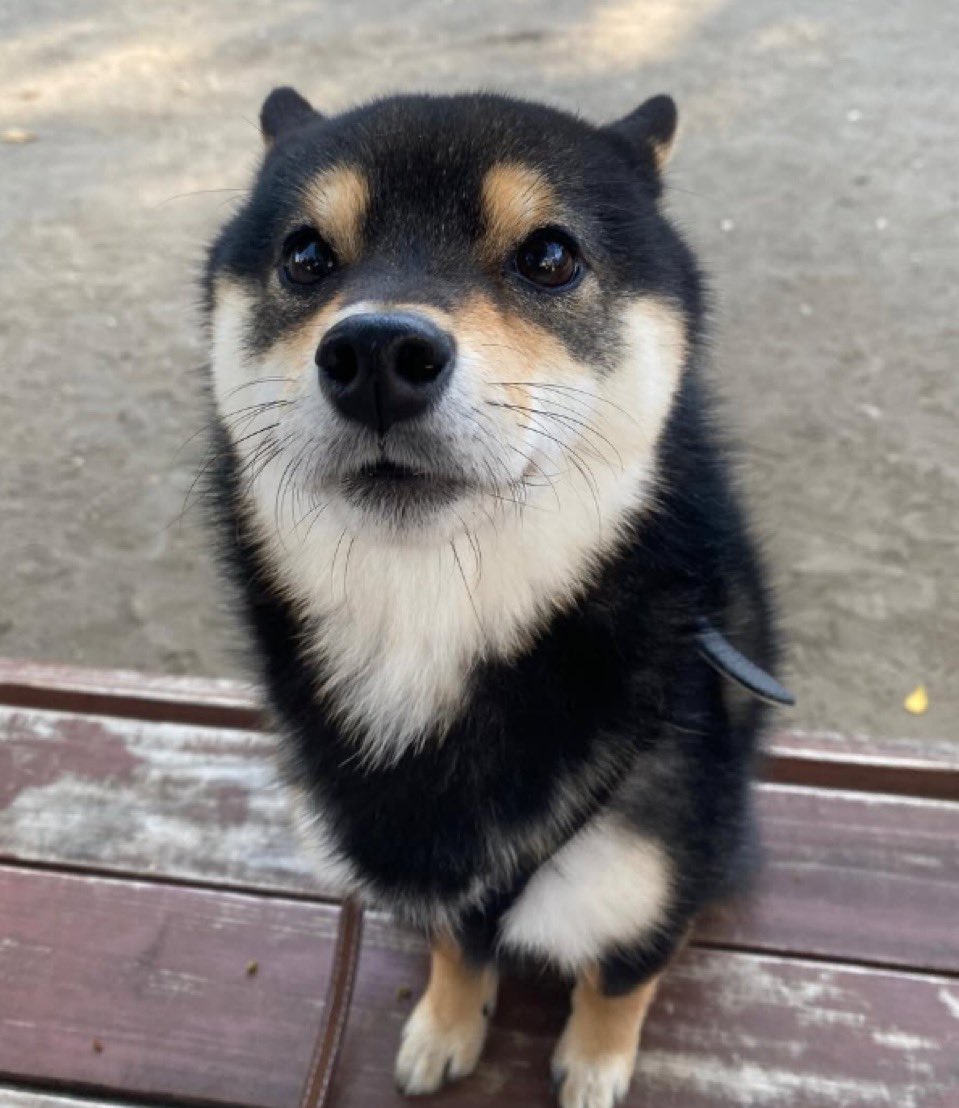 T3mistocle's tweet image. Gm - bought this cute dog, it has the potential to be the next animal runner.
550k feels cheap af
SUBXNGpJq2kseayQihcqTjfc8EbT3W5iQwjXFQpbonk