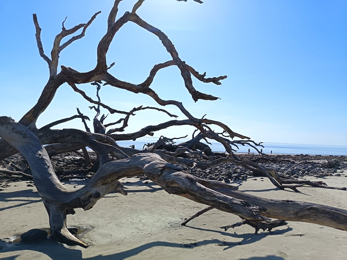 MathimeB's tweet image. 2541 miles ! 
Chicago, Indianapolis, Nashville, Savannah, Floride. 
Le retour est rude 😭