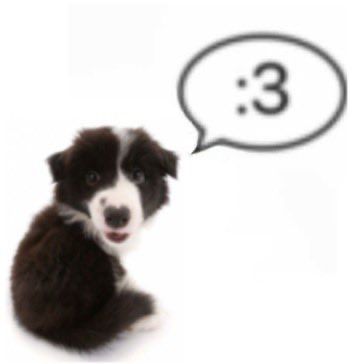 caninepoetry (@caninepoetry_) on Twitter photo 