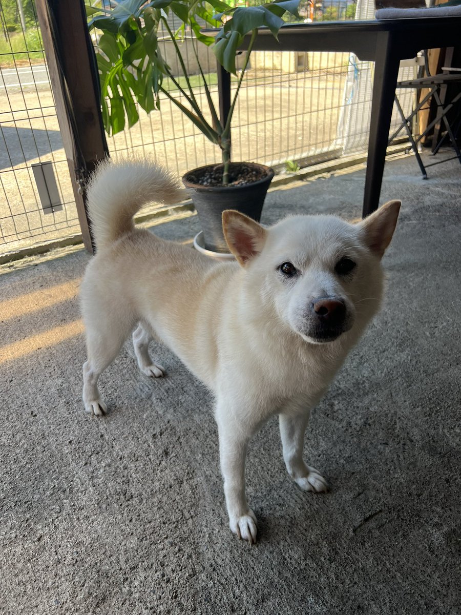柴犬みかんQちゃん父ちゃん tweet media