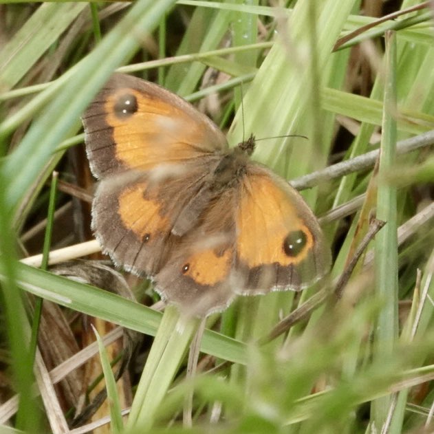 stevewhtmr's tweet image. #FlutterbyFriday Gatekeeper butterfly