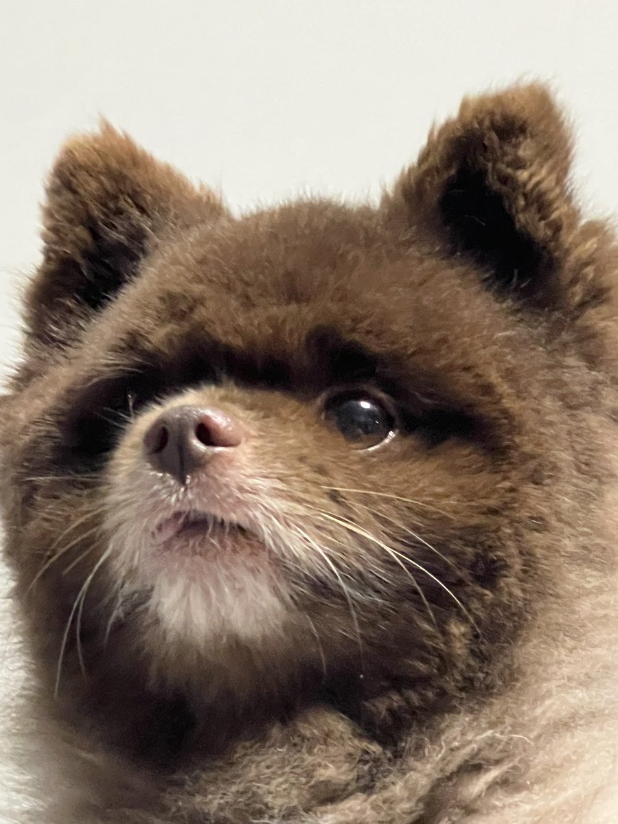 0xBANDAL's tweet image. 날씨에 누가 디도스 걸었는데...🥵
반달이 살려..🐻
Save Bandal from focking hot weather 🙏