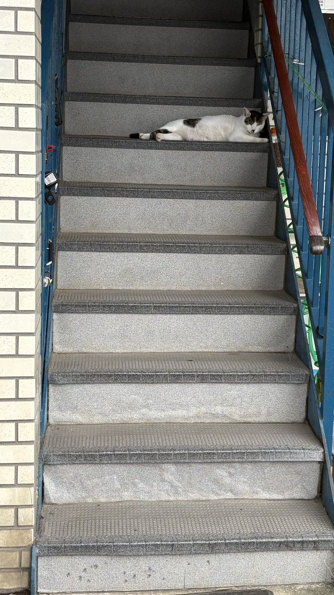 おすもうペット (@osmopet) on Twitter photo 