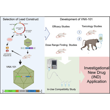 MolTherapy's tweet image. Development of VNX-101, an Adeno-Associated Virus with Less Immunogenicity and Efficient Long-Term Expression of a CD19 T-Cell Engager dlvr.it/TM62fG #MTMCD