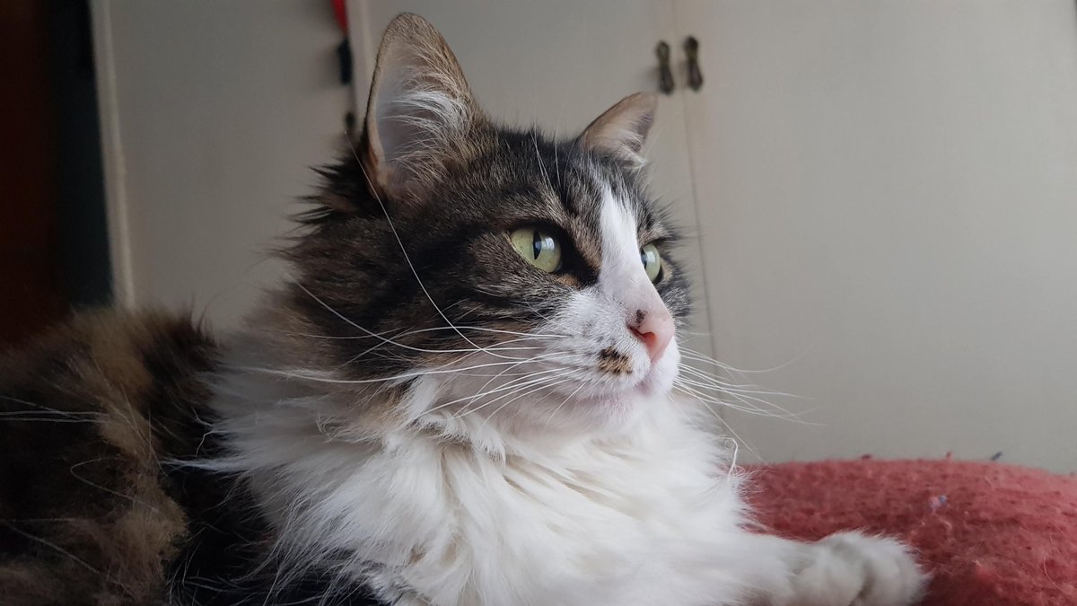 Phabi_r's tweet photo. @migatodinamita @Revistadegatos Isis, mi leoncita ❤️ https://t.co/LFGOnsG79J