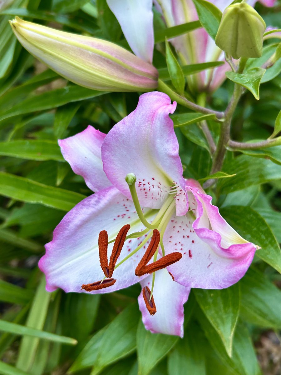vanessa_c_clark's tweet image. #FlowersOnFriday I do love Lilies and have quite a few, how about you?