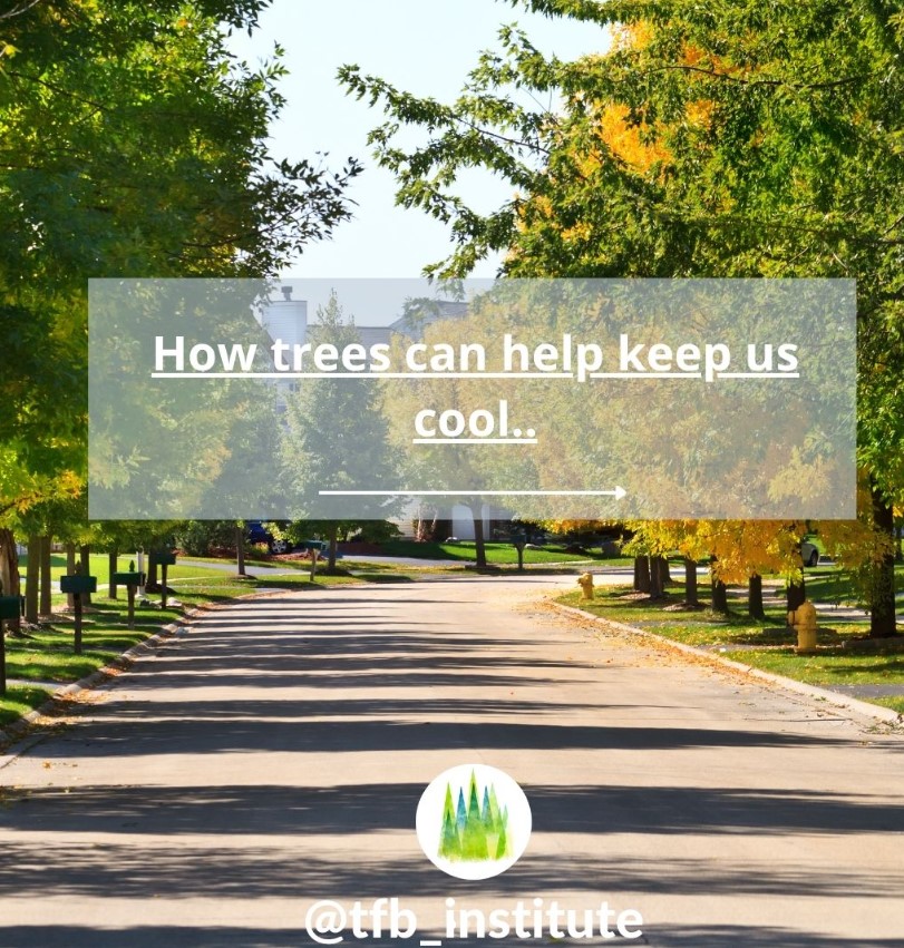 Did you know #trees can help you cool down especially in #urban areas. Aside from the shade provided, trees cool the air via transpiration as water evaporates from their leaves. They encourage airflow modification - a great ally in hot weather🌳 zurl.co/TQjbc #heatwave