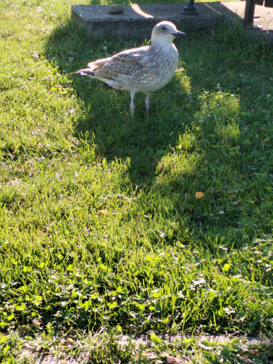 xyzwtf_55's tweet image. Short walk b 4 heat will hit us🥴
Had a cute companion too🧐😄
#photography
#photographer
#heatwave