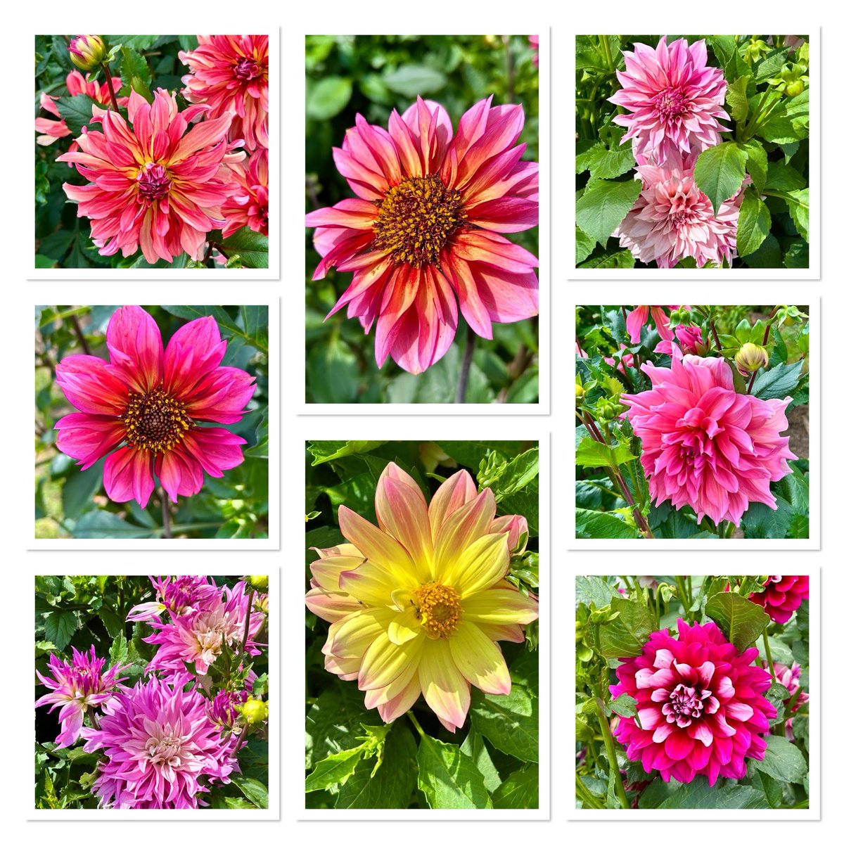 vanessa_c_clark's tweet image. #DailyDahlia These are just a small selection of the stunning Dahlias on show at the New Forest Lavender Garden. If you’re in the Hampshire/Dorset/Wiltshire area it really is well worth a visit. Opens Weds - Sunday.