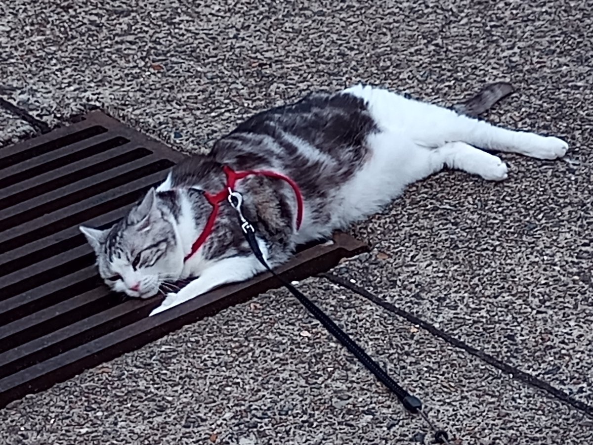 wombatwalking's tweet image. Diary of a cat servant: For today's #FlashbackFriday another in my series of too blurry but can't delete Ella pics. I mean what the heck Ella??? (Look at her happy little face)