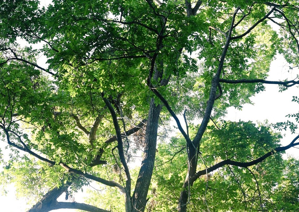 emctweep's tweet image. Trees. Tree branches. Leaves. Sun rays.