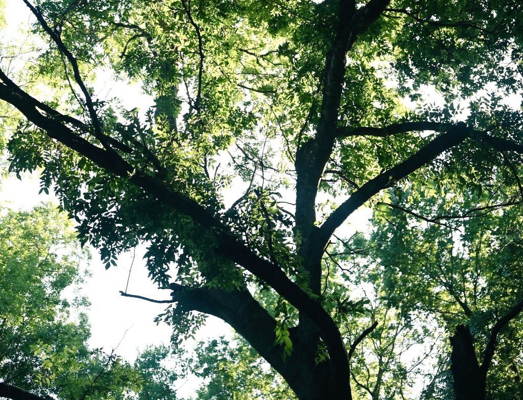 emctweep's tweet image. Trees. Tree branches. Leaves. Sun rays.