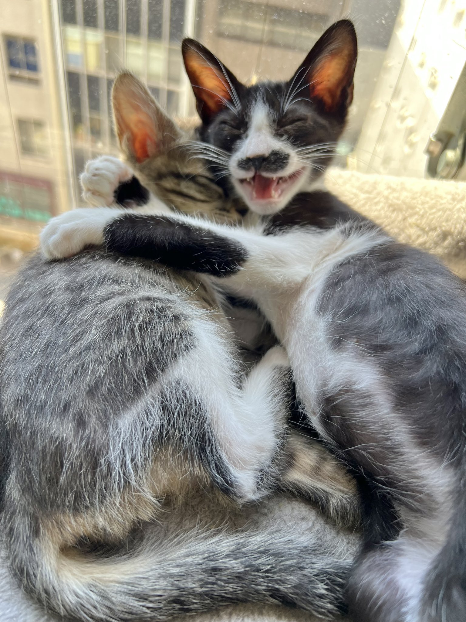 保護猫譲渡センターねこといっしょ🐾 on X: 