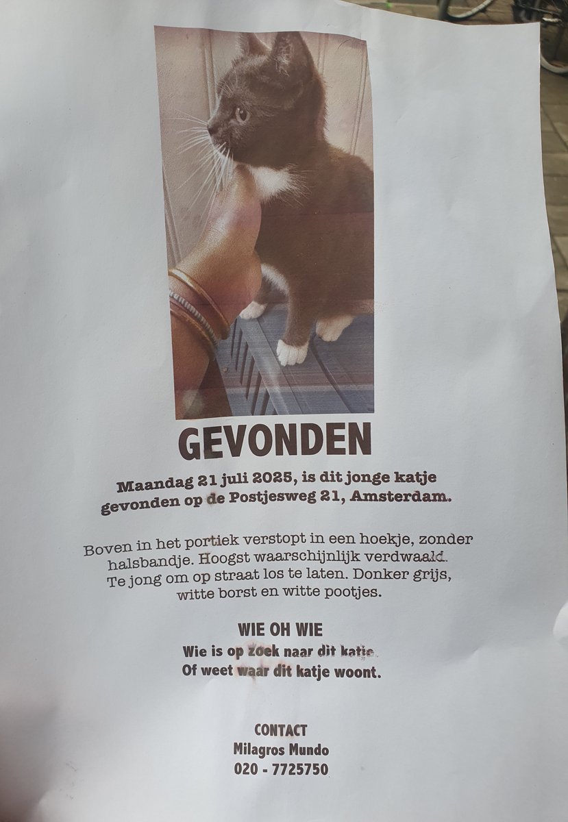 huismuizen's tweet image. Op maandag 21 juli is dit katje aangetroffen in een portiek aan Postjesweg in Amsterdam. Willen jullie helpen achterhalen wie de eigenaar is? De chipcontrole wordt gedaan. RT is 💚 @SAZ_katten @DierenAmsterdam @depoezenboot @ZuleikaDeere