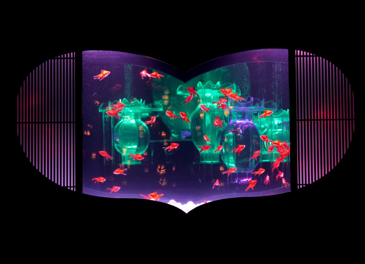 artaquarium_jp's tweet image. 当館にて@LIL_LEAGUE_ さん”真夏ノ花火”ミュージックビデオ撮影協力をしております✨
映像内に登場している、新金魚品評・金魚の滝・猪目リウムは、アートアクアリウム美術館 GINZAにてご覧いただけます🫧
撮影シーンを思い出しながら、館内で夏をお楽しみください✨
#アートアクアリウム