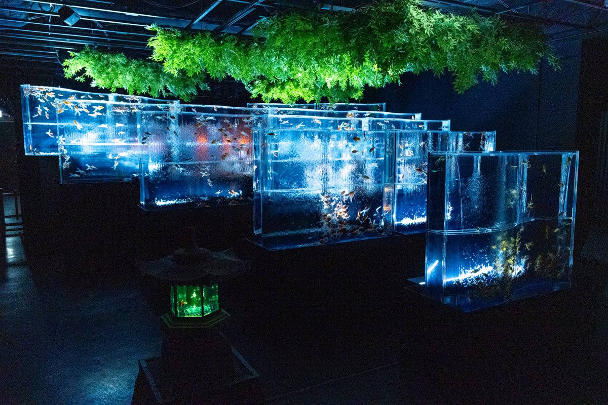 artaquarium_jp's tweet image. 当館にて@LIL_LEAGUE_ さん”真夏ノ花火”ミュージックビデオ撮影協力をしております✨
映像内に登場している、新金魚品評・金魚の滝・猪目リウムは、アートアクアリウム美術館 GINZAにてご覧いただけます🫧
撮影シーンを思い出しながら、館内で夏をお楽しみください✨
#アートアクアリウム