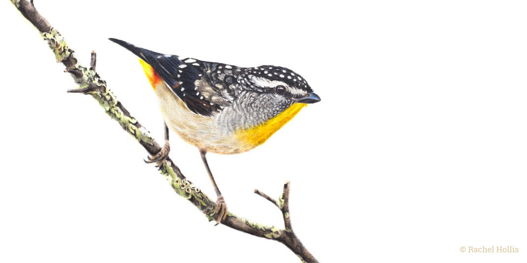 RachelHollisArt's tweet photo. Spotted Pardalotes are one of Australia's smallest birds and such a delight to see 😍 They build their nests underground, often in the bank of a river 🌿

#spottedpardalote #pardalote #birdartist #illustration #birdsofaustralia #birdprint #birds #birdlovers https://t.co/bnKUrWY3u6