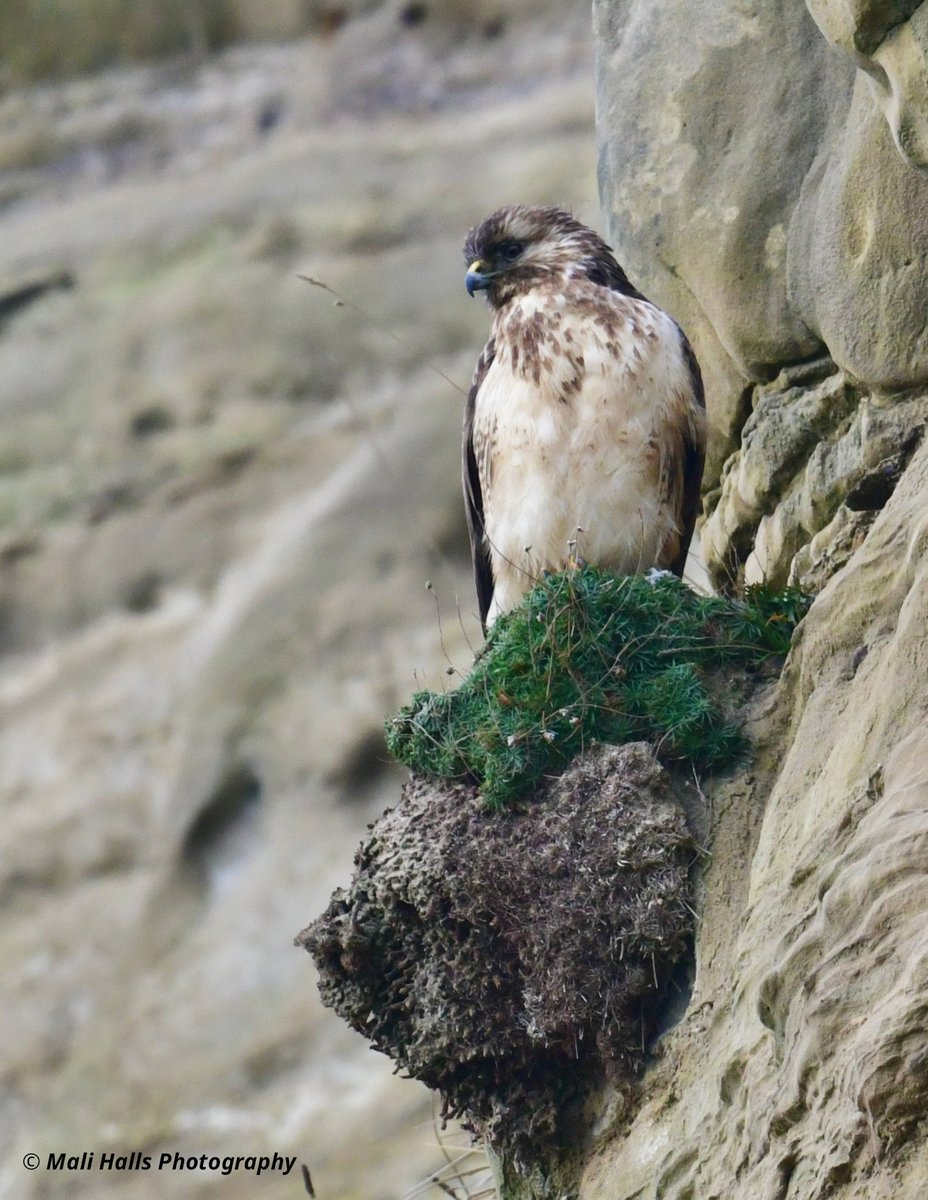 Buzzard.

Along the cliffs near here.

#BirdTwitter #Nature #Photography #wildlife #birds #TwitterNatureCommunity #birding #NaturePhotography #birdphotography #WildlifePhotography #Nikon