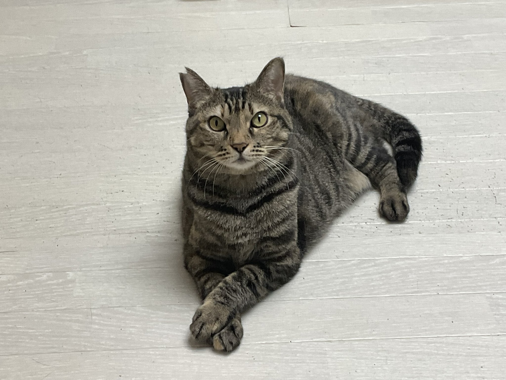 保護猫ハウス信州猫日和 YouTube毎日更新中 on X: 