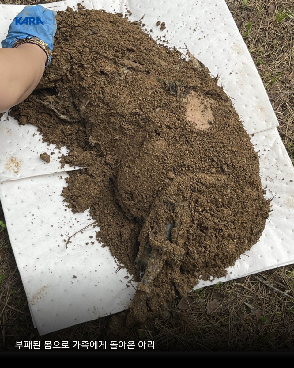 반려묘 '아리'를 포획한 후 보호자들에게 거짓으로 안내하고, 아리를 땅에 묻은 구조대원!
- 아리 사망 과정의 진실을 촉구합니다.

아파트 집 안에 고양이가 들어왔다는 신고로 출동한 제천119구조대원들이 고양이를 포획했습니다. 포획 작업을 마친 구조대원은 현장에 있던 관리실 관계자에게