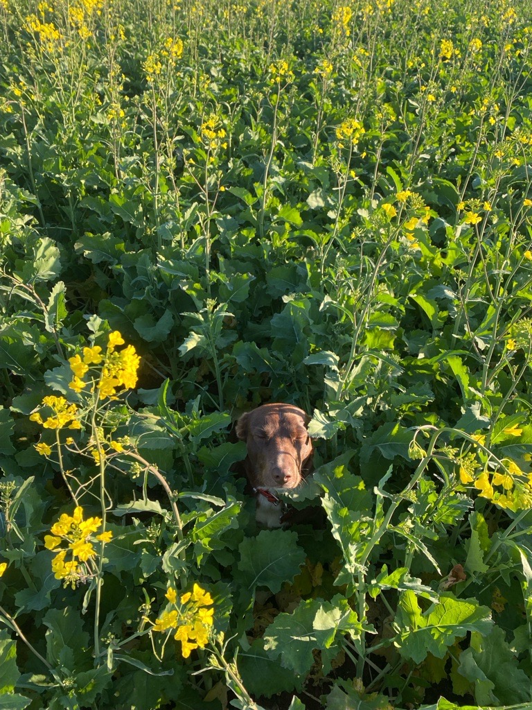 CSBP Fertilisers tweet media