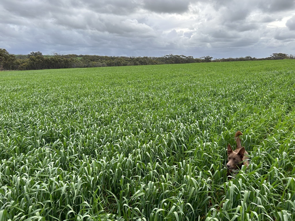 Farm Dog Friday - Trixie helping with crop inspections in New Norcia.