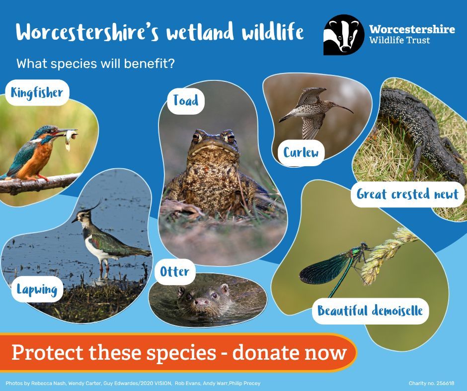 WorcsWT's tweet image. The bubbling call of a curlew, ripples from a diving otter, the gentle fluttering of a demoiselle’s wings...
Help us protect these wonderful species by donating to our wetland wildlife appeal 💚
We’d like to buy 14 hectares near our #HillCourtFarm nature reserve on the…