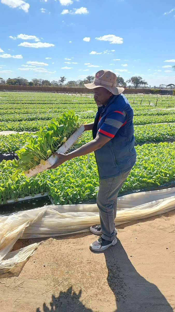 🌱 #DidYouKnow | Regularly inspecting your tobacco seedlings for pests and diseases and promptly treating any issues is key to growing a healthy, high-yielding tobacco crop?✔️

Look at these thriving float tray seedlings somewhere in Mashonaland East, a perfect example of good
