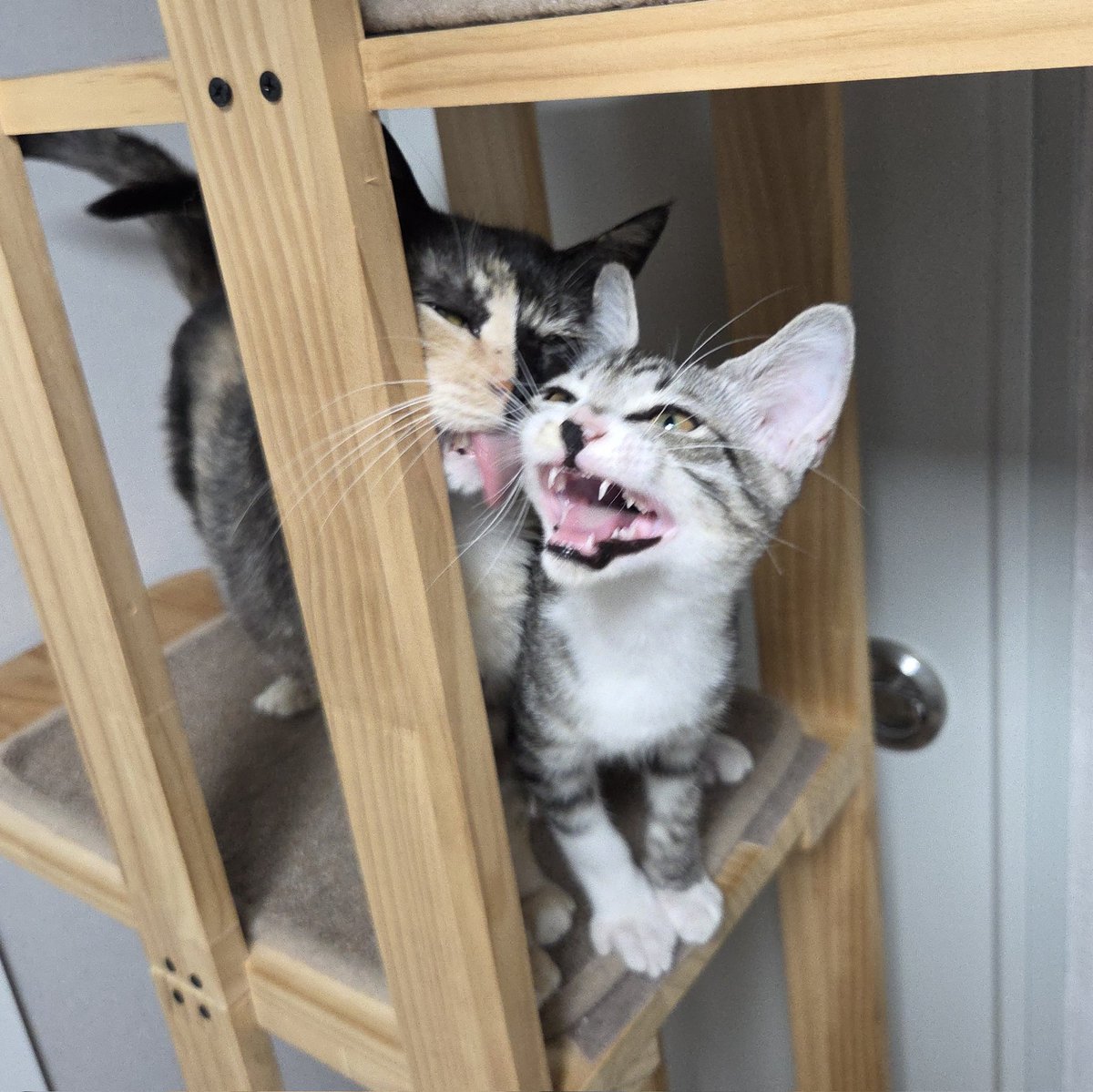 imma_nyam's tweet image. ์์ด๋ ๊ฒํ ๋ง์ด๋ง์!