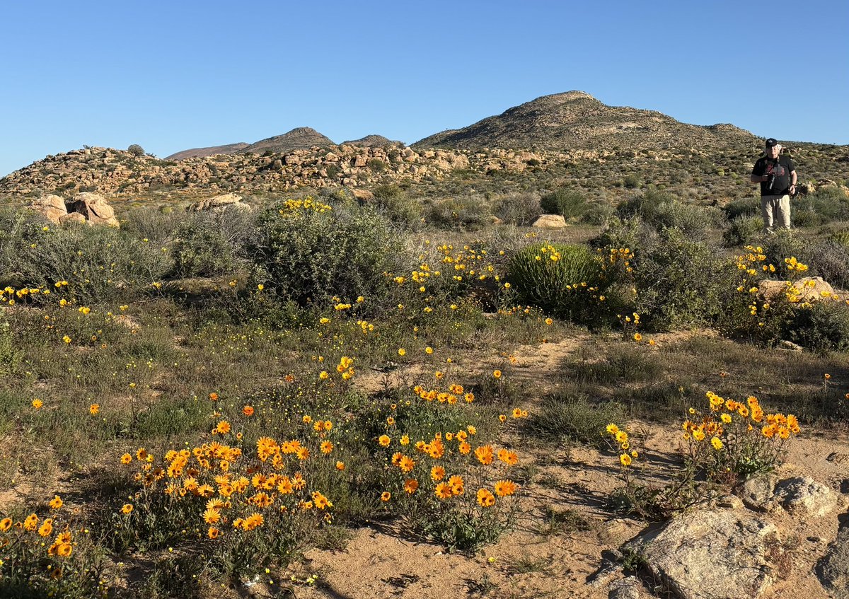 edrybicki's tweet image. Yes, @Prof_GD_Foster, we checked to see if there were more than one. Found none, fortunately! π But a lot of flowers.