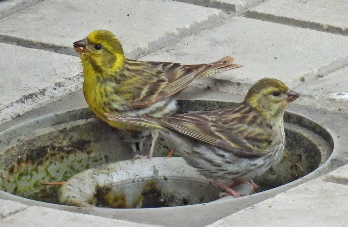 Pajarines1's tweet image. Macho y hembra (abajo en la foto) de VERDECILLO /Serinus serinus/.
Saben muy bien que en esa alcantarilla siempre queda agua después del riego y aprovechan para bajar a beber.