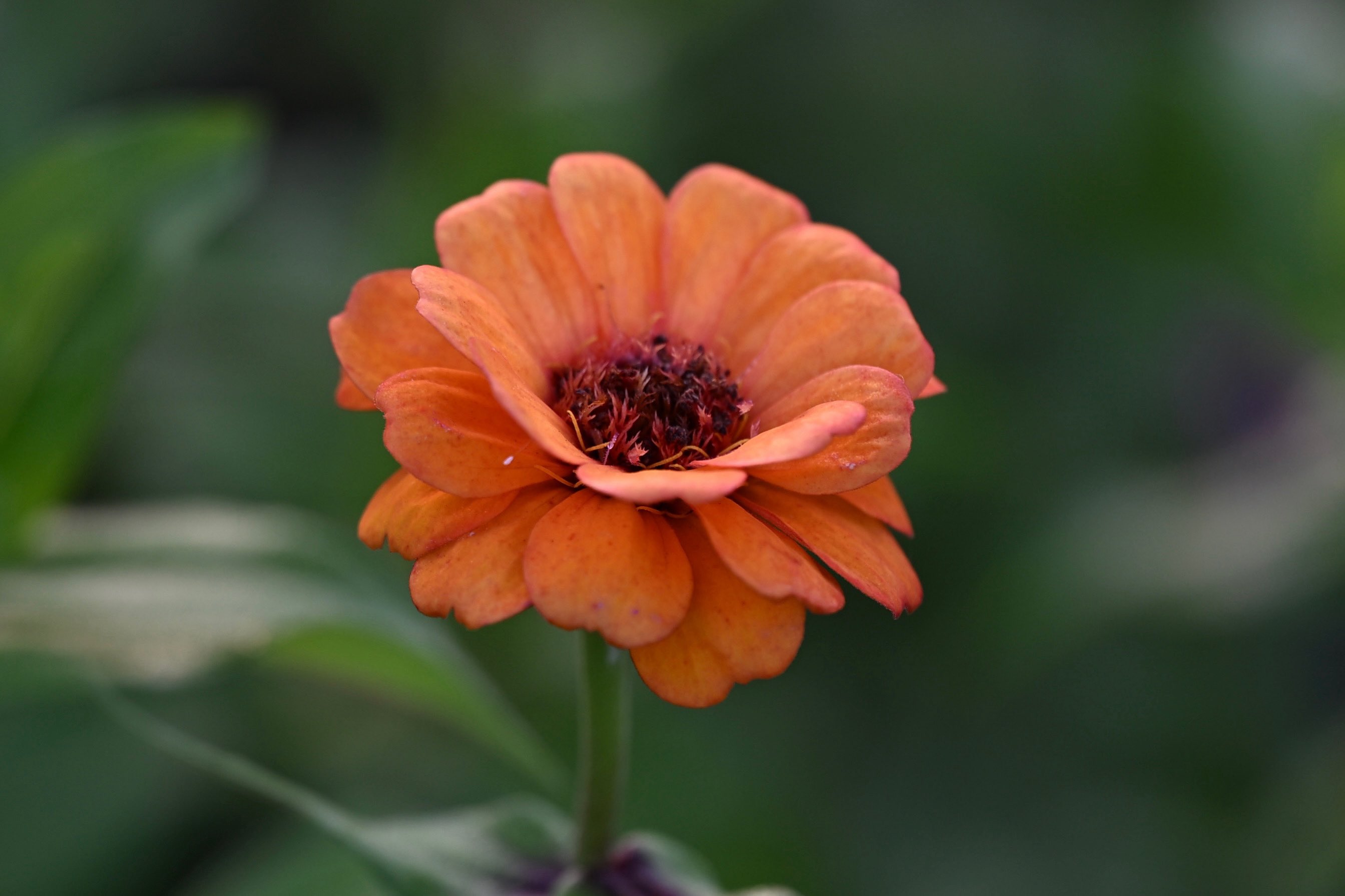 ✨️Kazumi✨️ 📸kazumi (@zf1118kazumi) / X